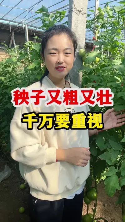 西红柿秧子千万不能又粗又壮 #农业种植技术 #西红柿种植 #农技知识分享
