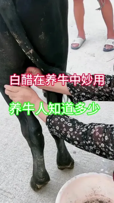 白醋在养牛中的妙用，你知道多少#养牛技术 #养牛 #三农 #牛羊养殖 #养牛人