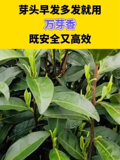 芽头早发多发就用万芽香，既安全又高效#茶树 #茶树管理技术与指导 #春茶
