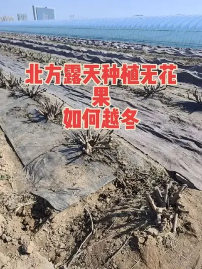 我这边是山东最北，再往南可以减少棉被厚度，往北就得增加厚度，比埋土省工的多#耿记无花果种植专业合作社 #无花果树苗
