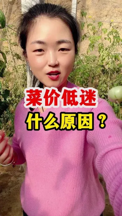 最近菜价为什么低迷？ #西红柿种植 #西红柿种植技术