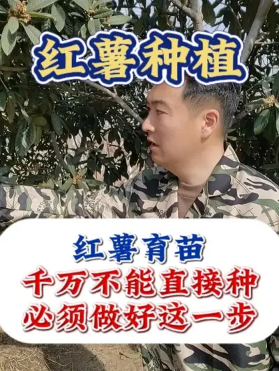 红薯移栽，千万不能直接种，必须做对这一步 #红薯种植 #红薯高产种植 #红薯种植技术 #红薯高产 #农业种植