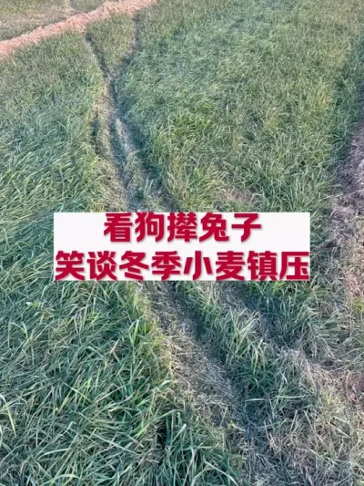 看狗撵兔子伤小麦，冬季小麦真不能镇压！ #农技知识分享 #2024新农人计划 #支持三农扶持三农发展 #分享农业知识帮农民增产增收