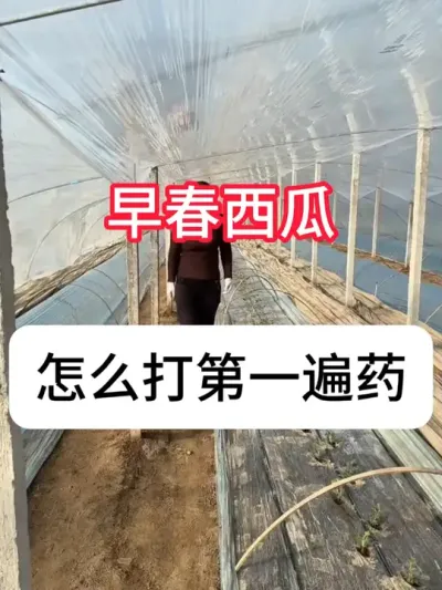 西瓜种植 西瓜第一遍药什么时候打？打什么药#农业种植 #种植小技巧 #新农人计划 #西瓜 #真赞农业