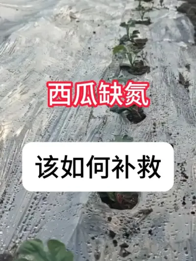西瓜缺氮什么症状？怎么补救 #农业种植 #西瓜种植 #抖音助农 #新农人计划 #真赞农业