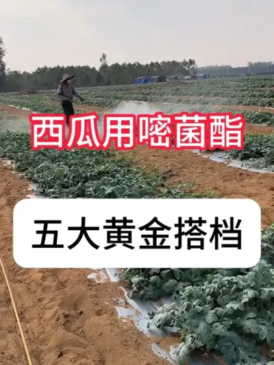 嘧菌酯在西瓜上怎么样？嘧菌酯5个黄金搭档 #农业种植 #新农人计划 #种植小技巧 #抖音助农 #西瓜