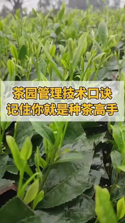 茶园管理技术口诀，记住你就是种茶高手#茶树 #茶树管理技术与指导 #茶农茶事 #茶树种植