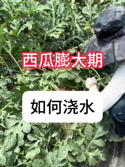 西瓜膨大期怎么浇水，产量高又不裂瓜 #农业种植 #西瓜种植 #抖音助农 #种植小技巧 #真赞农业
