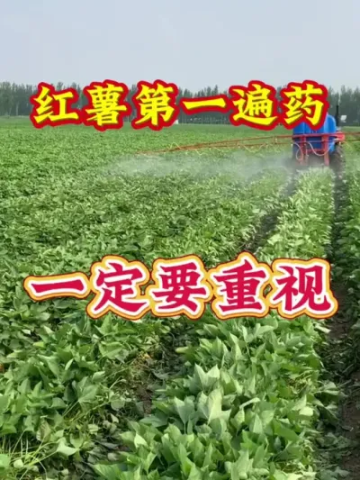 红薯第一遍药一定要重视#红薯种植 #红薯高产管理 #红薯高产种植 #红薯种植方案