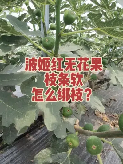 种植无花果，效益高低取决于管理水平#耿记无花果种植专业合作社 #无花果树苗