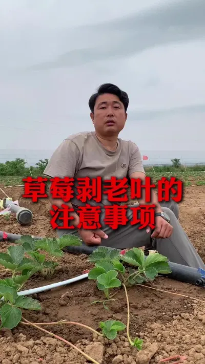 草莓剥叶子后伤口愈合用什么药剂合适#草莓种植 #草莓种植技术 #草莓管理 #分享农业知识帮农民增产增收 #新农人计划