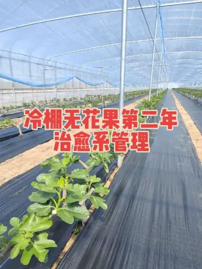 所谓同行不同利，关键就在于细节#耿记无花果种植专业合作社 #无花果树苗