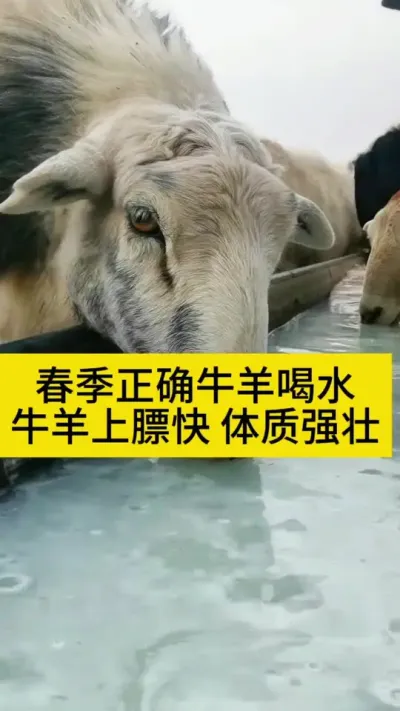 春季正确给牛羊喝水，牛羊上膘快体质强壮长的好#养牛人 #农村养牛 #科学养牛 #西门塔尔 #牛羊驱虫
