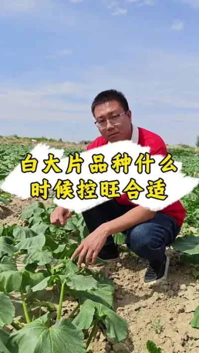 好像又发晚了#丰向标