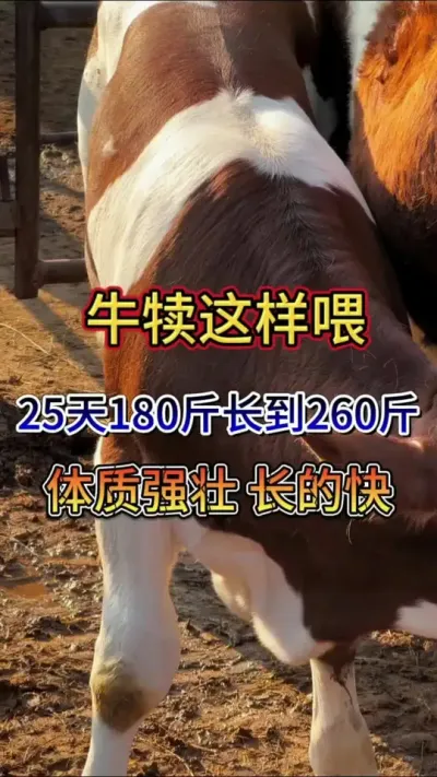 牛犊怎么喂，骨架大，屁股大 #牛犊 #小牛犊 #养牛 #育肥牛