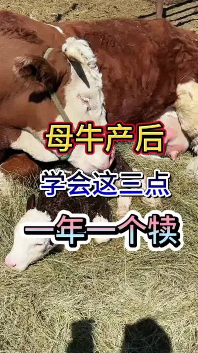 母牛产后学会这三点，一年一个犊#母牛 #繁殖母牛 #养牛 #三农 #养殖