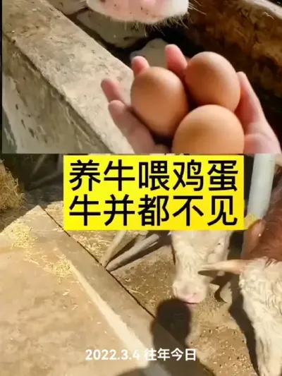 牛喂鸡蛋#繁殖母牛 #西门塔尔繁殖母牛 #科学养殖 #繁殖母牛 #科学养殖