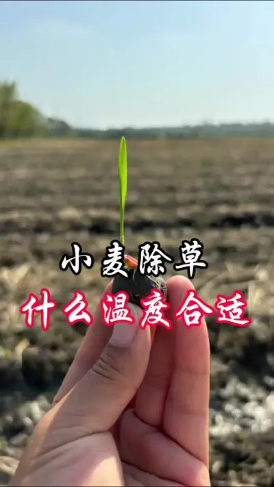 小麦除草，万事俱备，就差天气了！#分享农业知识帮农民增产增收
