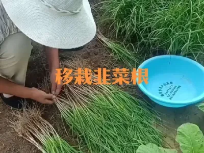如何移栽韭菜根