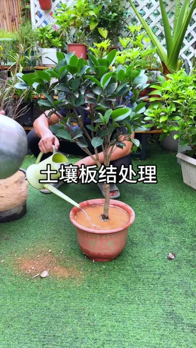 植物土壤板结如何处理？#园艺 #花卉绿植