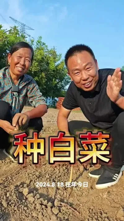 #农业 #蔬菜种植 #白菜