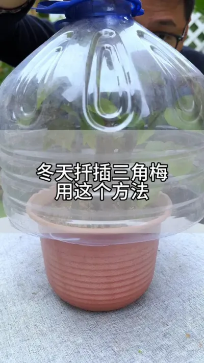 冬天用这个方法扦插三角梅成活率高 #花卉绿植 #养花 #种植小技巧
