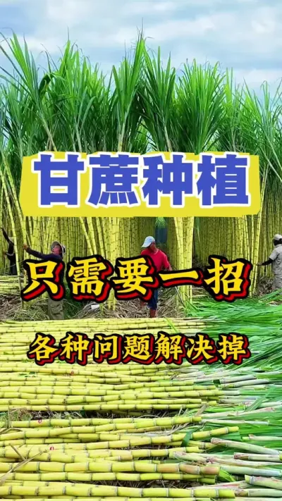 只需要一招，甘蔗各种问题统统不会再出现#三农 #甘蔗施肥方法 #甘蔗 #甘蔗种植