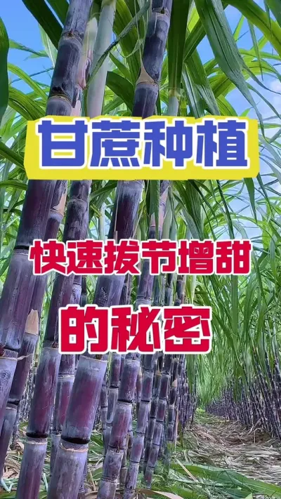 不用920不用赤霉素，依然可以让甘蔗又粗又长#甘蔗种植 #甘蔗施肥 #甘蔗高产技术