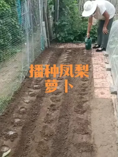 播种凤梨萝卜、早熟白萝卜