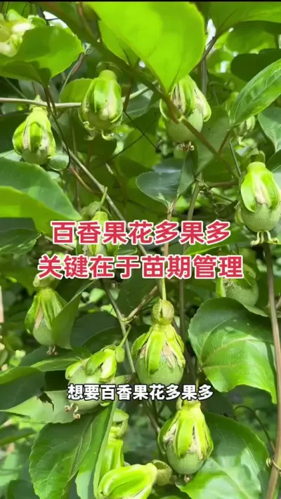 百香果花多果多，关键在于苗期管理#百香果种植 #百香果种植技术 #黄金百香果种植技术 #钦蜜9号百香果 #浩伟方