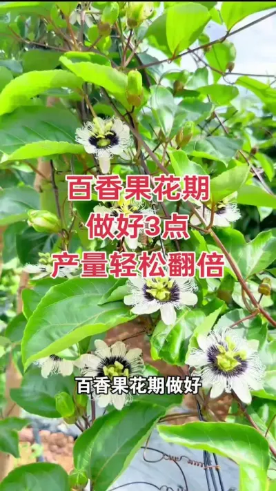 百香果花期做好三个工作，产量轻松翻倍#百香果种植 #百香果种植技术 #百香果 #钦蜜9号百香果 #浩伟方