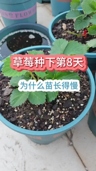 新手种草莓怎么养护，草莓的养护方法，草莓的种植过程，草莓怎么预防病虫害#草莓种植 #种草莓 #草莓苗 #盆栽草莓 #草莓病虫害防治
