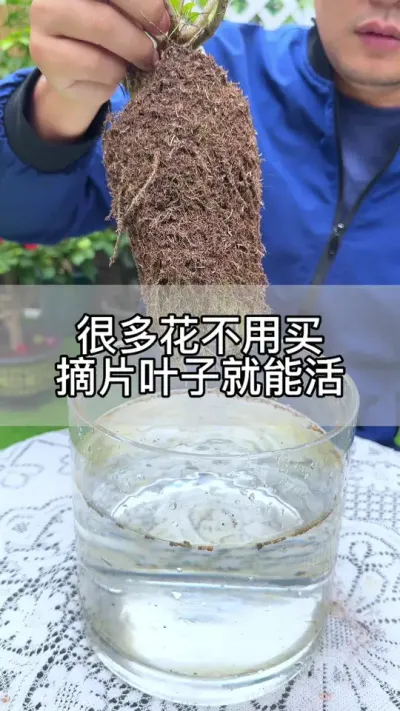 这几种花不用买，一片叶子就能活#花卉绿植 #养花 #种植小技巧