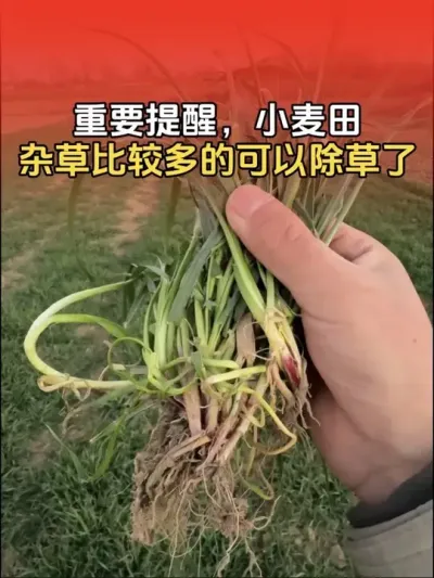 重要提醒，温度回升了，小麦田杂草多的可以打除草剂了。#小麦种植 #小麦种植管理技术 #小麦除草剂 #分享农业知识帮农民增产增收 #传播农业小知识