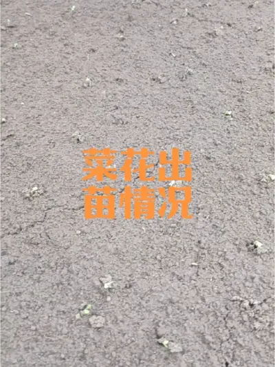 花椰菜西兰花48小时出苗情况