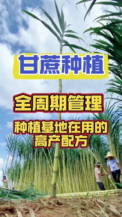 种甘蔗要相信科学，选对肥料很重要#甘蔗种植 #甘蔗施肥方法 #甘蔗高产