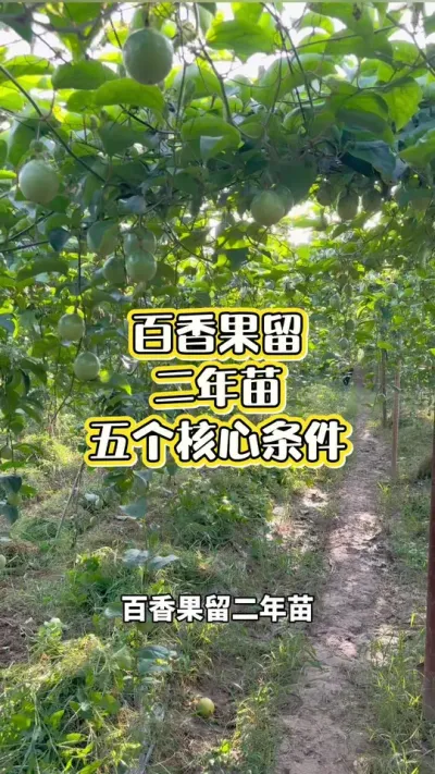 百香果留二年苗五个核心条件#百香果种植 #百香果种植技术 #黄金百香果种植技术 #黄金百香果 #浩伟方
