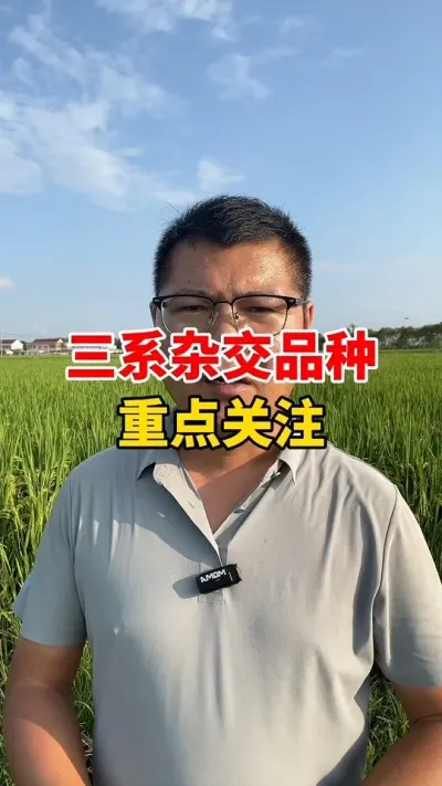 三系杂交小麦种子，值得大家关注 #农作物农技110 #三农 #农民种地不容易 #农业
