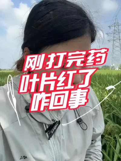 水稻叶片发红，有铁锈色条纹斑，有菌农还沾手，那就是细菌性条斑病没错了#分享农业知识帮农民增产增收 #老百姓关心的话题