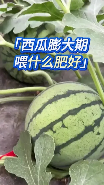 西瓜膨大期用什么肥？尤其是第二种，种植大户藏着掖着不会告诉你 #创作灵感 #西瓜管理 #西瓜种植 #大棚西瓜种植技术 #种西瓜