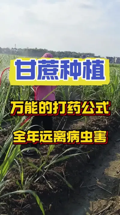 甘蔗万能的打药公式，让您全年远离病虫害#甘蔗种植 #甘蔗施肥方法 #甘蔗管理