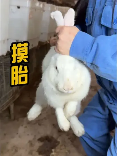 #肉兔养殖 #自繁自养 #养兔三分靠管理七分靠技术 #养兔技术 #干货分享