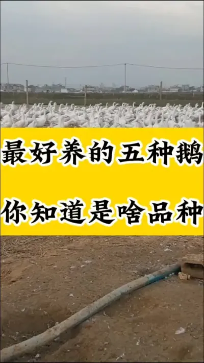 #养鹅技术分享 #养鹅人 #养鹅 #科学养鹅