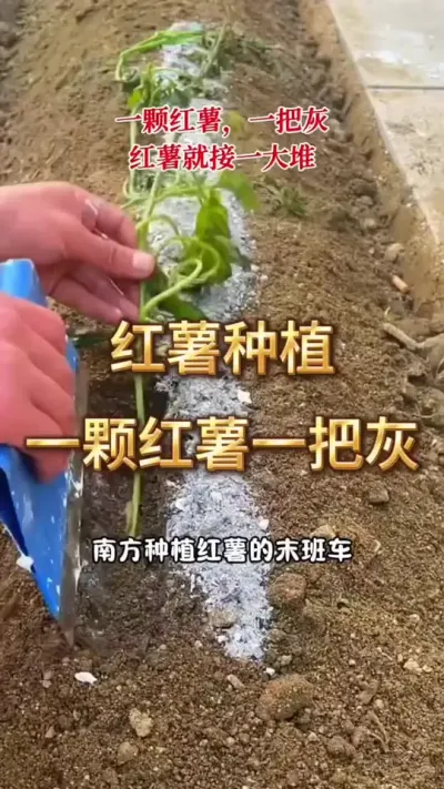 红薯种植，一颗红薯一把灰#农业种植 #三农 #红薯种植 #种植小技巧
