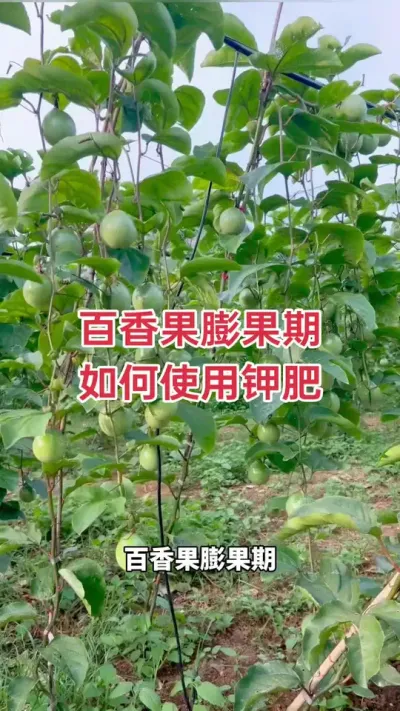 百香果如何使用钾肥#百香果种植技术 #百香果种植 #黄金百香果种植技术 #百香果 #浩伟方