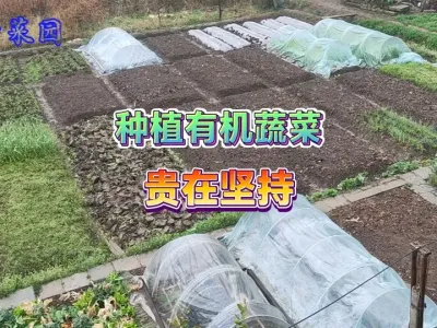 想要吃自己种的纯天然绿色蔬菜必须坚持，别遇到问题就打退堂鼓 #新农人计划2025 #三农 #自己种的纯天然的绿色蔬菜 #我的农村生活 #一份耕耘一份收获 