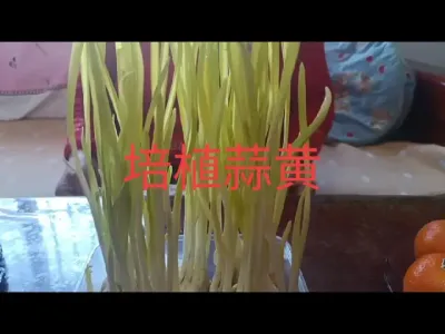 室内如何培植蒜黄#蒜黄