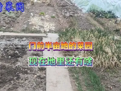 农村门前的半亩大菜园随便种，菜种多了吃不完，这种体验感很舒服 #自己种的纯天然的绿色蔬菜 #田间地头走一走 #一份耕耘一份收获 #抖音助农 #三农 