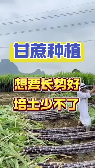 想要甘蔗长势好，培土很重要#甘蔗种植 #甘蔗施肥方法 #甘蔗高产