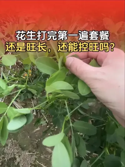 花生打完第一遍套餐之后还是旺长，还能控旺吗？#花生种植 #花生种植管理技术 #花生高产 #花生高产种植 #分享农业知识帮农民增产增收